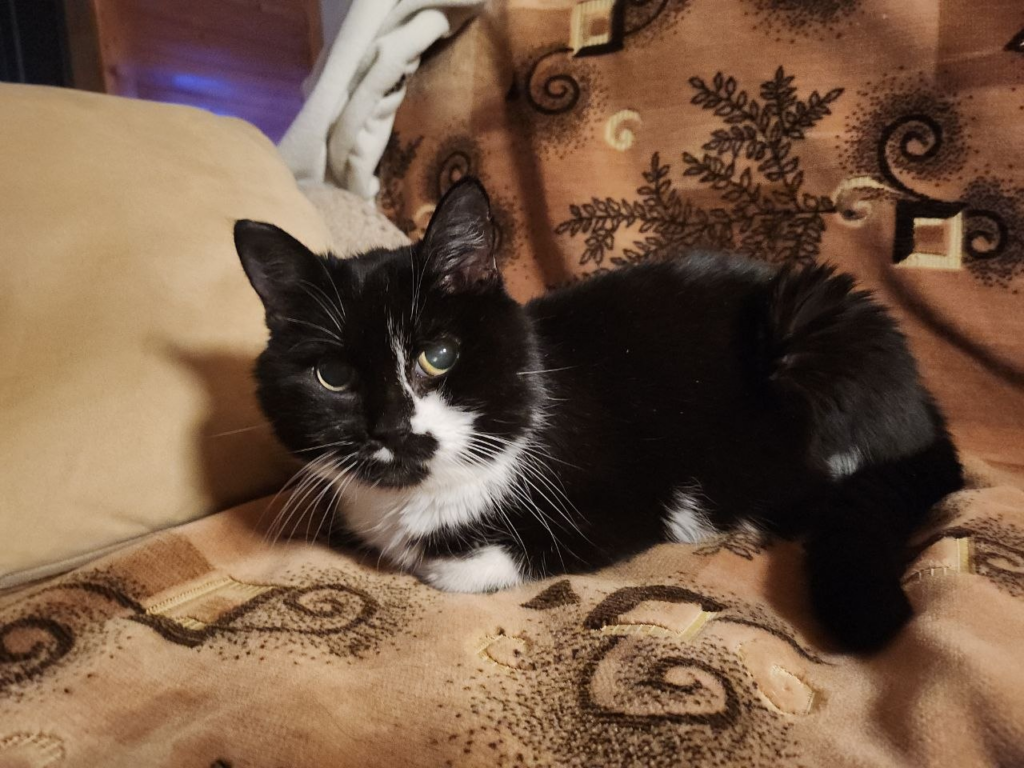 Manishka's Story: a Diabetic Cat 1